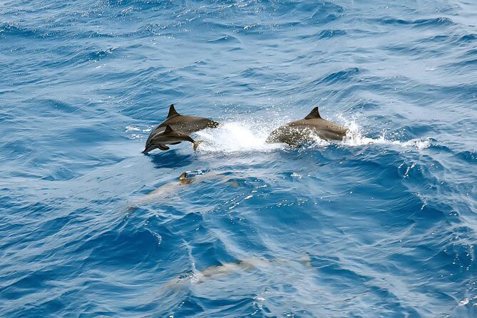 Dolphin House Royal VIP Special Day Snorkeling Sea Trip With Lunch - Hurghada - What You Can Expect on the Trip