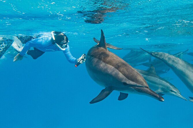 Dolphin House Samadai Reef Boat Snorkeling Trip from Marsa Alam - Introduction: An Authentic Marine Adventure in Egypt