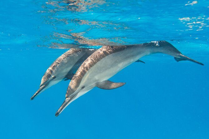 Dolphin House Samadai Reef Boat Snorkeling Trip from Marsa Alam - What to Expect: A Detailed Look at the Itinerary