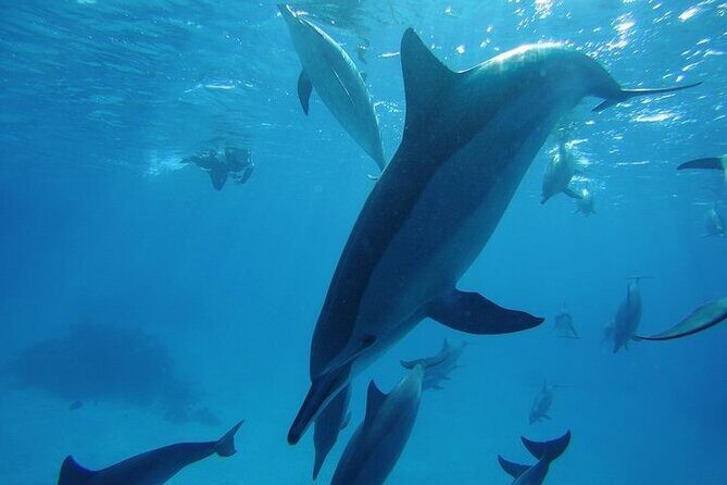 Dolphin House Satayeh Reef Snorkeling Sea Trip With Lunch &Transfer-Marsa Alam - The Itinerary in Detail