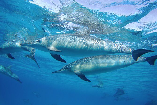 Dolphin House Sea Trip with Snorkeling Adventure - Marsa Alam - What to Expect on the Tour