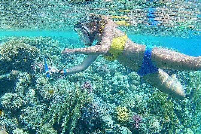 Dolphin House Sea Trip with Snorkeling Adventure - Marsa Alam - The Sum Up