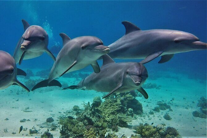 Dolphin House Sea Trip with Water Sport and Lunch - A Closer Look at the Itinerary