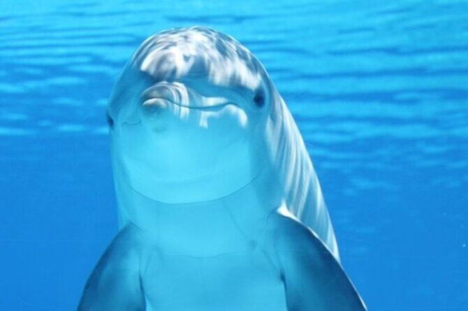 Dolphin House Snorkel & Water Fun Activity with Lunch - Hurghada - Key Points