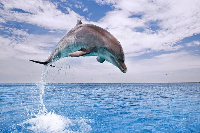 Dolphin House Snorkel & Water Fun Activity with Lunch - Hurghada - Who Will Enjoy This Tour?