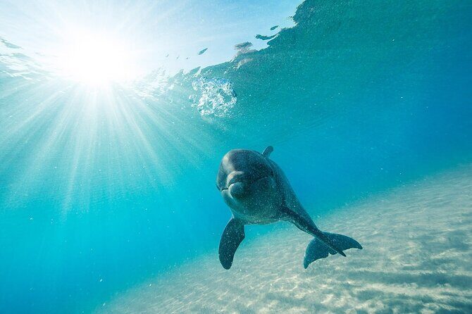 Dolphin House Snorkel & Water Fun Activity with Lunch - Hurghada - FAQ