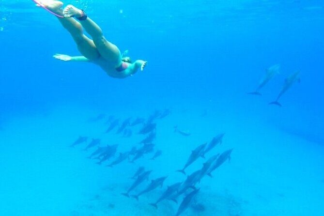 Dolphin House Snorkeling Sea Trip, Water Sport , Lunch - Hurghada - FAQ