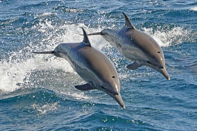 Dolphin House Snorkeling Trip + Water Sport With Lunch - Hurghada - Key Points