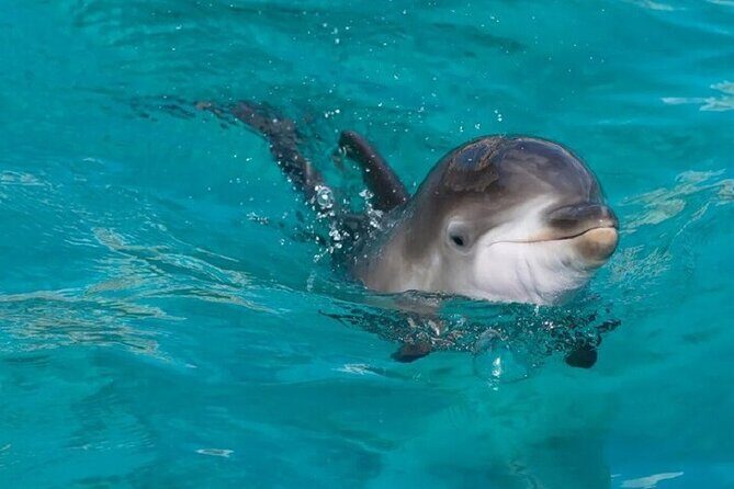 Dolphin House Snorkeling Trip + Water Sport With Lunch - Hurghada - Final Thoughts