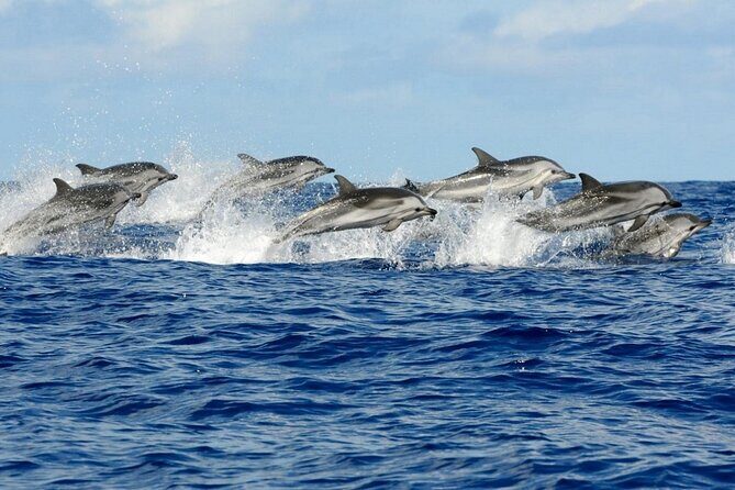 Dolphin House Snorkeling Trip + Water Sport With Lunch - Hurghada - FAQ