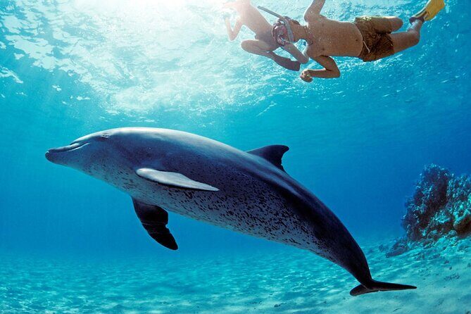 Dolphin House Snorkeling Trip & Water Sports with Lunch -Hurghada - An Early Start and Convenient Pickup