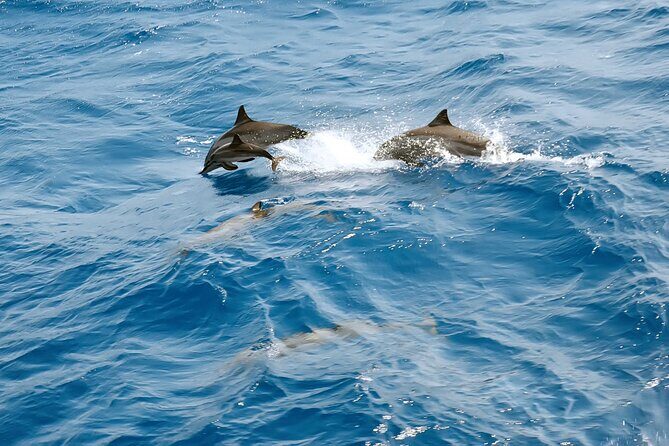Dolphin House Snorkeling Trip & Water Sports with Lunch -Hurghada - The Ride to the Marina