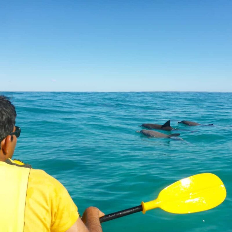 Dolphin Kayak Tour & Beach 4X4 National Park Tour (Private) - Exploring the Sunshine Coast’s Hidden Treasure