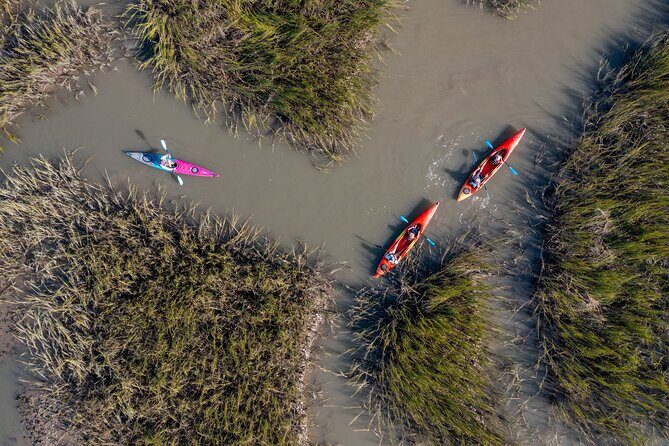 Dolphin Kayak Tour on Folly Beach - An Honest Look at What to Expect