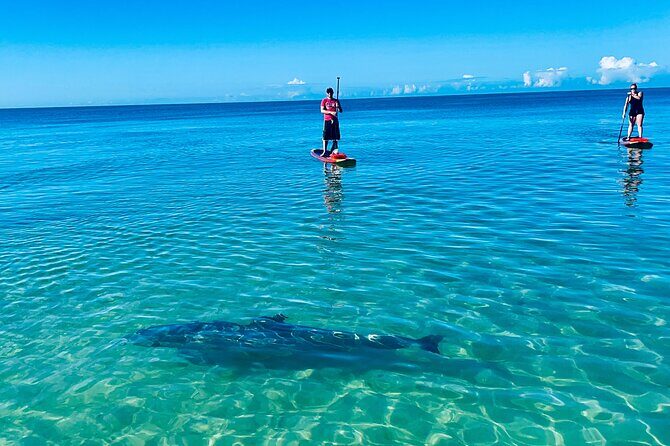 Dolphin, Manatee and Sea Turtle Adventure Tour of Bonita Springs - An Overview of the Experience