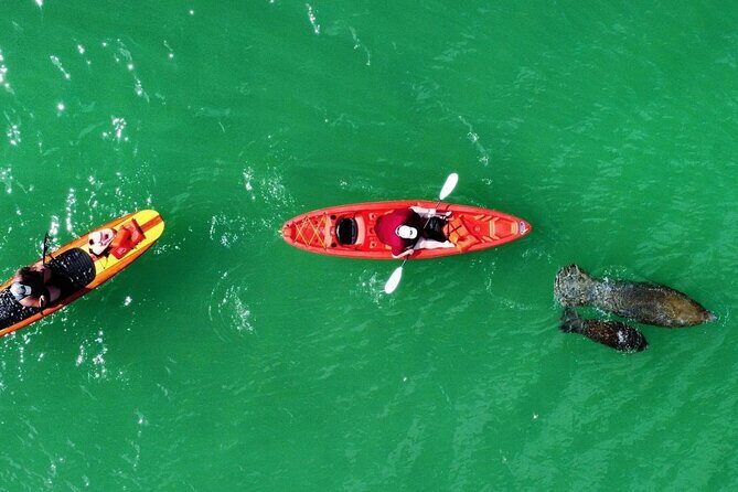 Dolphin, Manatee and Sea Turtle Adventure Tour of Bonita Springs - Value and Practical Tips