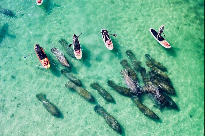 Dolphin, Manatee and Sea Turtle Adventure Tour of Bonita Springs - The Sum Up: Who Should Consider This Tour?
