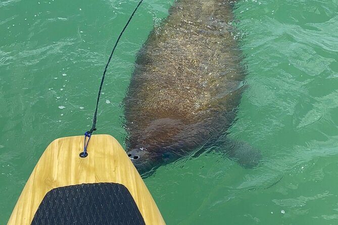 Dolphin, Manatee and Sea Turtle Adventure Tour of Bonita Springs - Final Thoughts