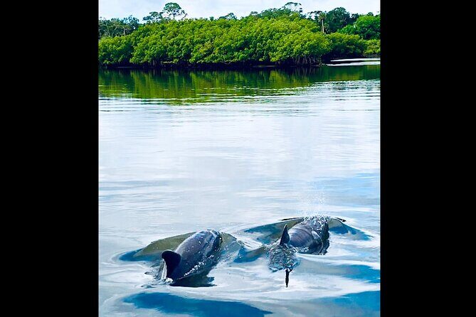 Dolphin, Manatee and Sea Turtle Kayak Adventure - FAQ