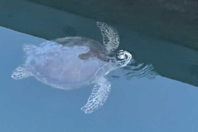 Dolphin, Manatee and SeaTurtle SUP Adventure Tour of St Augustine - Value and Practical Considerations