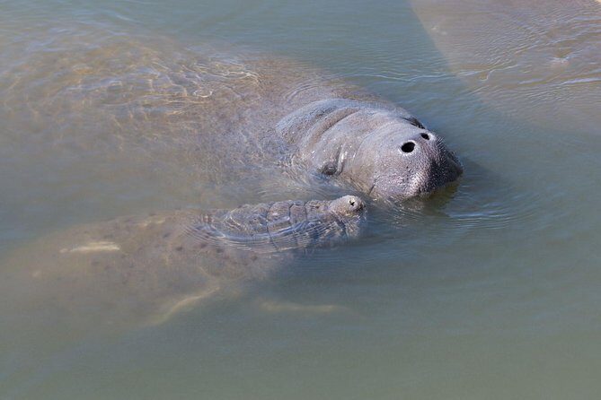 Dolphin & Manatee Kayaking Tour in Orlando Area - An Overview of the Kayaking Tour