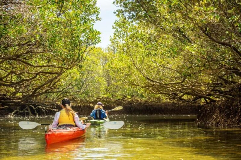 Dolphin Sanctuary and Ships Graveyard Kayak Tour - Key Points