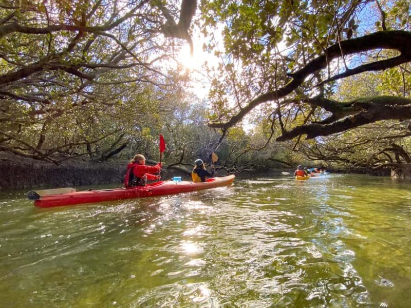 Dolphin Sanctuary and Ships Graveyard Kayak Tour - The Guides and the Educational Element