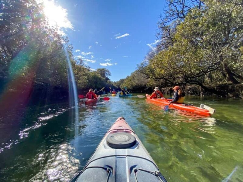 Dolphin Sanctuary and Ships Graveyard Kayak Tour - Is the Price Worth It?