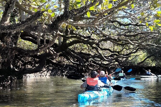 Dolphin Sanctuary Kayak Tour Adelaide - Who will enjoy this tour?