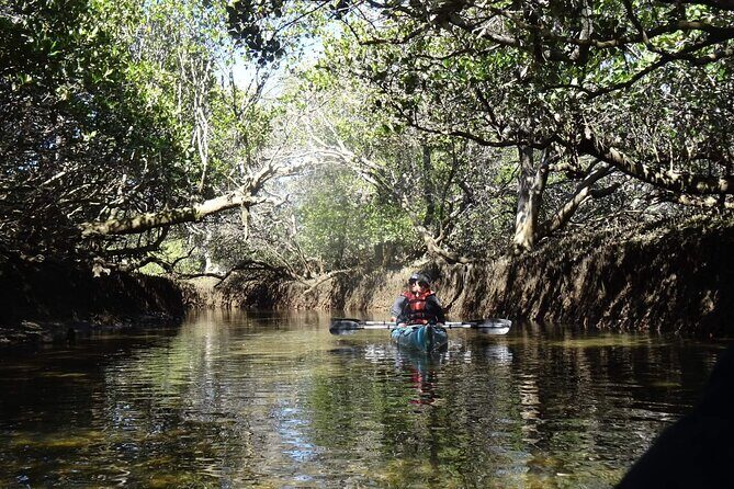 Dolphin Sanctuary Kayak Tours Twilight Mangrove Kayak - Key Points
