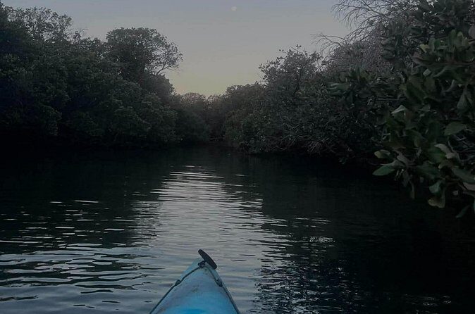 Dolphin Sanctuary Kayak Tours Twilight Mangrove Kayak - Who Will Love This Tour?