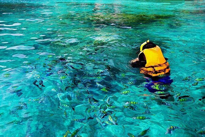Dolphin, Sea Cave & Captain Cook Snorkel Combo in Kealakekua Bay - Review Highlights from Past Participants