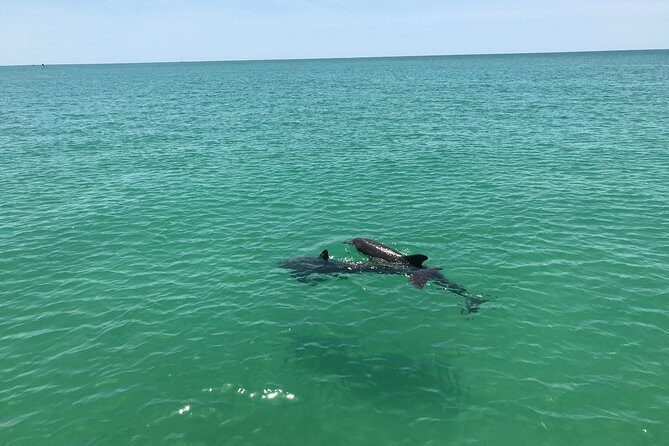 Dolphin Shelling Snorkeling Cruise in Tampa - Final Thoughts: Who Is This Tour Perfect For?