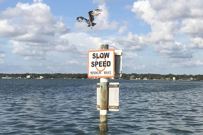 Dolphin Shelling Snorkeling Cruise in Tampa - The Sum Up