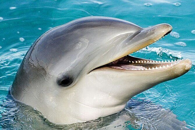 Dolphin Show & Photoshoot Package with Transfer from Hurghada - Key Points