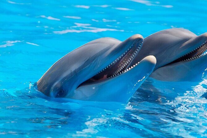 Dolphin Show & Photoshoot Package with Transfer from Hurghada - FAQ