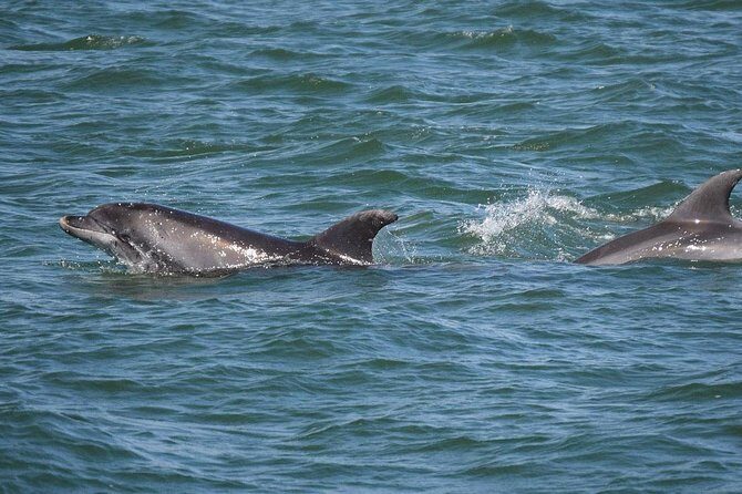 Dolphin Sightseeing Tour on The Footloose Catamaran from Panama City Beach - Final Thoughts