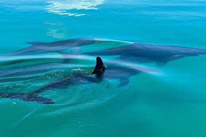 Dolphin & Snorkel - Key Points