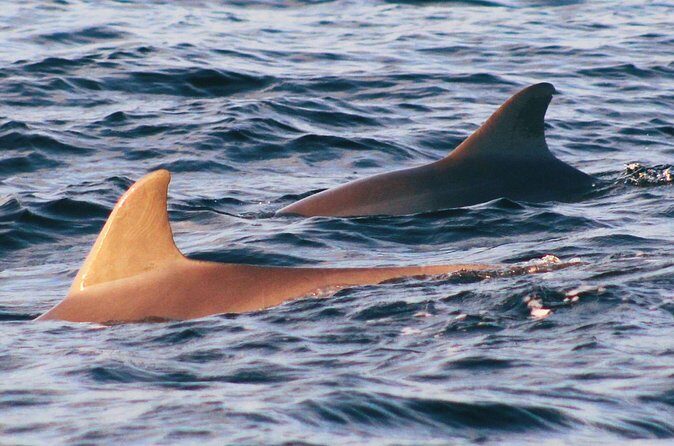 Dolphin Snorkel Tour - Authentic Experiences That Shine