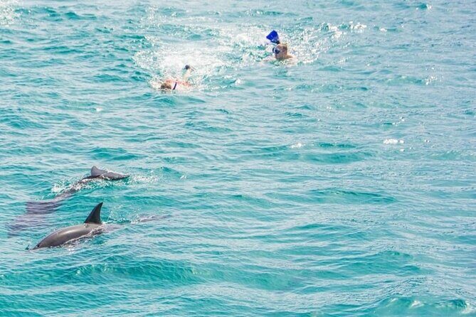 Dolphin Snorkel With private Speed Boat & Water Sports - Hurghada - Summary: Who Will Love This Experience?