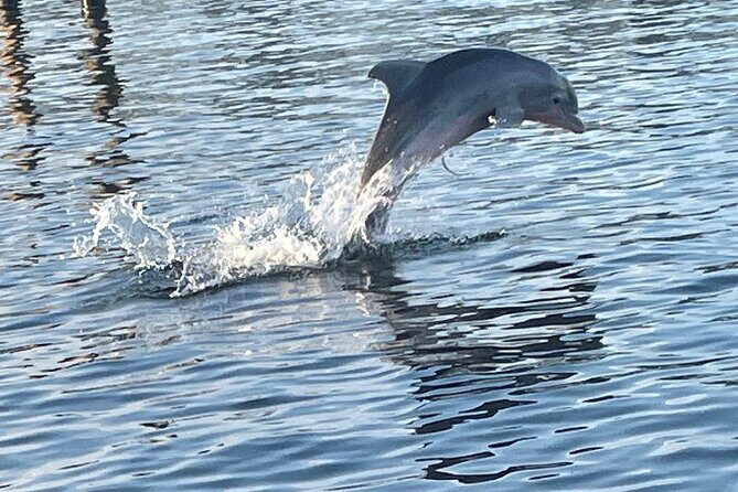 Dolphin Sunset Tour in Orange Beach - What to Expect on the Dolphin Sunset Tour