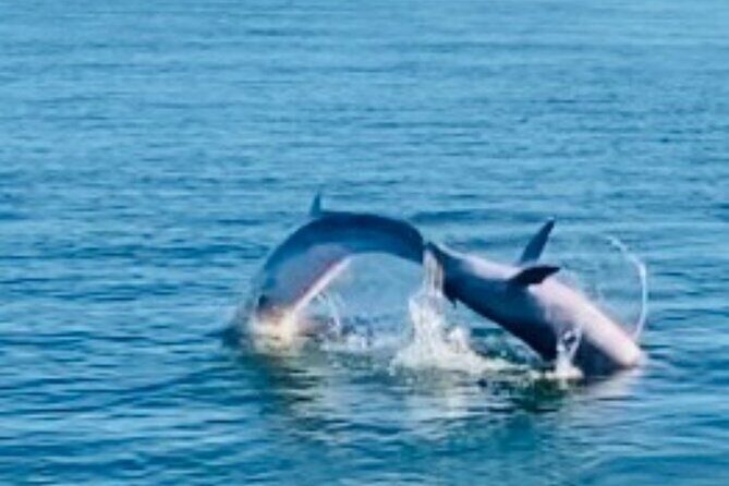 Dolphin Sunset Tour in Orange Beach - Who Should Consider This Tour?