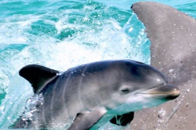 Dolphin Sunset Tour in Orange Beach - FAQs