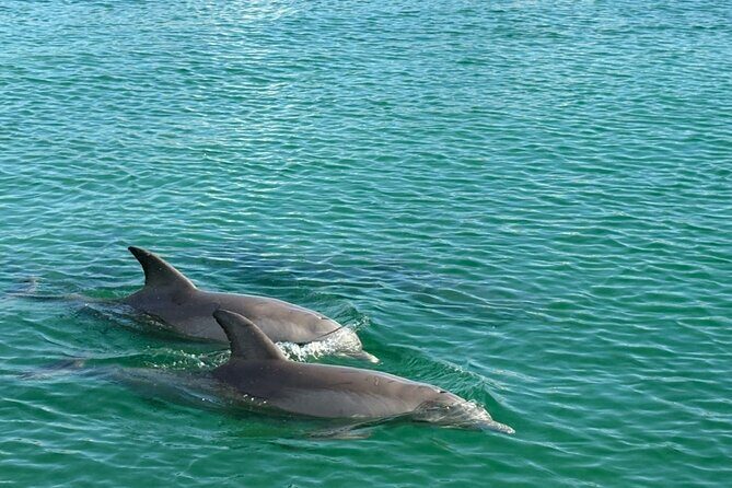 Dolphin Sunset Tour in Orange Beach - Additional Resources