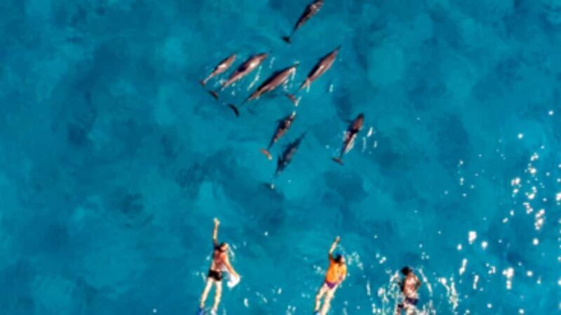 Dolphin Swimming for Nature Lovers on West Coast - Dolphin Swimming for Nature Lovers on West Coast – A Genuine Marine Encounter in Mauritius