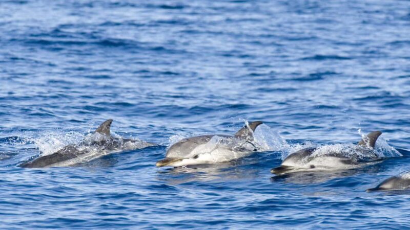 Dolphin Swimming for Nature Lovers on West Coast - The Quality of the Experience