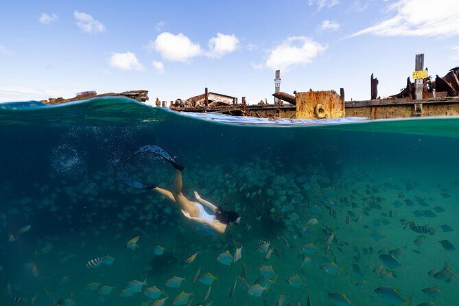 Dolphin & Tangalooma Wrecks Snorkel Cruise & Lunch - Brisbane - The Sum Up