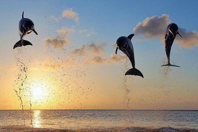 Dolphin Tour and Sunrise Watching in Lovina Beach - All Inclusive - Who Should Consider This Tour?