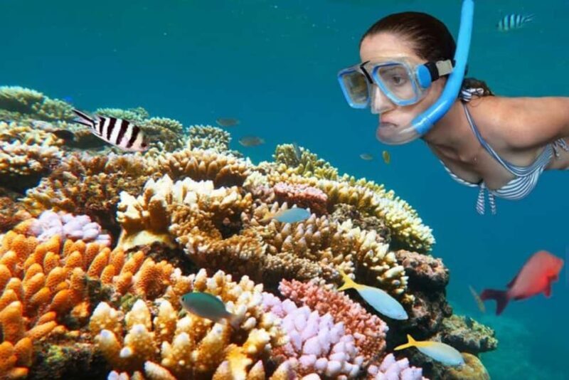 Dolphin Tour at Mnemba, Lagoon Aquarium & Kiwengwa Beach. - An Overview of the Tour Experience