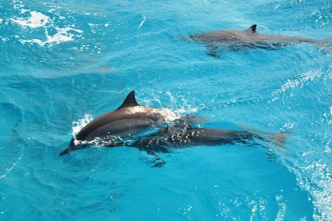 Dolphin Tour Banana Boat from Soma /Sahl Hasheesh/makadi/Safaga - A Closer Look at the Itinerary